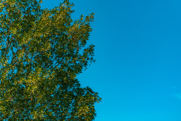 Beautiful Outdoor View of Trees and Nature