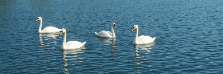 Fototapeta premium Graceful white swans glide across a calm, sunlit blue lake, water, feather, reflection