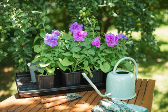 Terry petunia seedlings, gardening gloves, a green metal watering can and gardening tools on a garden table in spring, Belarus