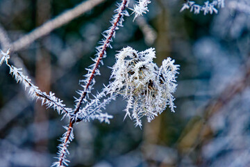 Trees and vegetation covered in ice crystals on a freezing winter's day.