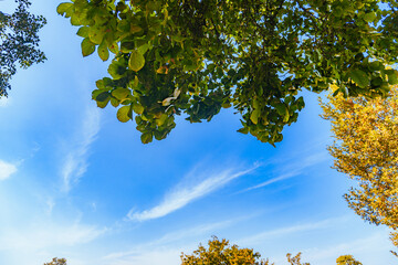 Serene Landscape with Trees and Open Sky