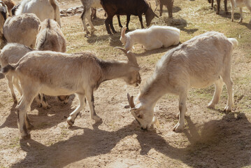 Feeding adorable goats in farm. Domestic animal