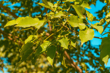Vibrant Autumn Leaves Against a Blue Sky
