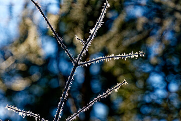 Trees and vegetation covered in ice crystals on a freezing winter's day.