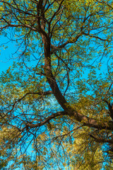 Vibrant Autumn Leaves Against a Blue Sky