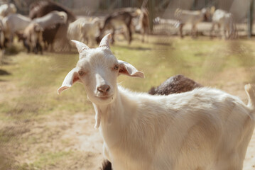 Adorable goat in farm. Domestic animal