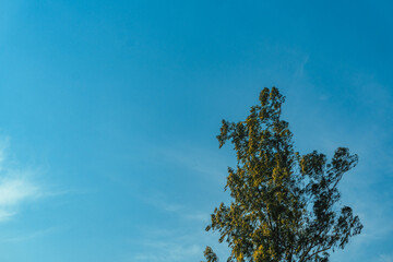 Natural Scenery with Green Trees and White Clouds