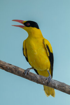 Close-up of a black-naped oriole (Oriolus chinensis) perched on a branch, Indonesia
