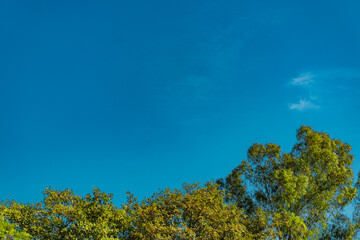 Fototapeta premium Vibrant Landscape with Trees and White Clouds
