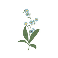 Flat vector forget-me-not flower drawing