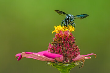 a small honey bee flying