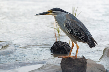 Bihoreau gris, Héron bihoreau,.Nycticorax nycticorax, Black crowned Night Heron