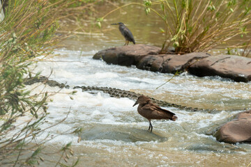 Crocodile du Nil , Crocodylus niloticus, Ombrette africaine,. Scopus umbretta, Hamerkop, Afrique du Sud