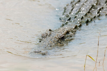 Crocodile du Nil , Crocodylus niloticus, Afrique du Sud
