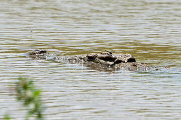 libellule, Crocodile du Nil , Crocodylus niloticus, Afrique du Sud