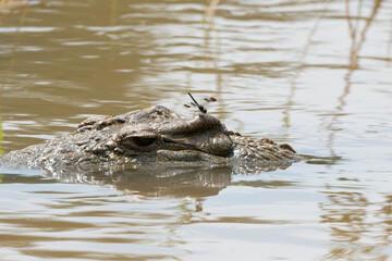 libellule, Crocodile du Nil , Crocodylus niloticus, Afrique du Sud