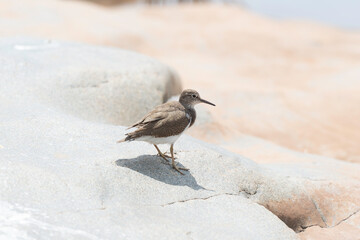 Chevalier guignette,.Actitis hypoleucos , Common Sandpiper