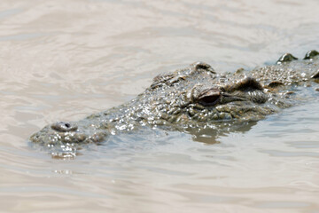 Crocodile du Nil , Crocodylus niloticus, Afrique du Sud