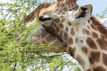 Girafe du Cap, Girafe d'Afrique du Sud, Giraffa camelopardalis giraffa, giraffa giraffa giraffa, Piqueboeuf à bec rouge, Buphagus erythrorhynchus, Red billed Oxpecker,