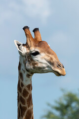 Girafe du Cap, Girafe d'Afrique du Sud, Giraffa camelopardalis giraffa, giraffa giraffa giraffa, Parc national Kruger, Afrique du Sud