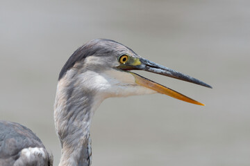 Héron cendré, Ardea cinerea, Grey Heron