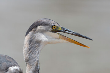 Héron cendré, Ardea cinerea, Grey Heron