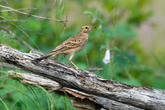 Pipit du Vaal,.Anthus vaalensis, Buffy Pipit, Afrique du Sud