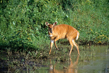 Guib harnaché, Tragelaphus sciptus, Parc national de Nakuru, Kenya