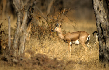 Gazelle indienne, Chinkara gazella gazella, Parc national de Ranthambore, Inde