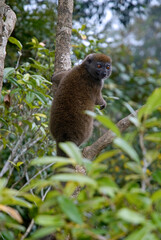 Hapalémur gris, lémurien, Hapalemur griseus, Madagascar