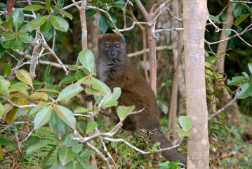 Hapalémur gris, lémurien, Hapalemur griseus, Madagascar