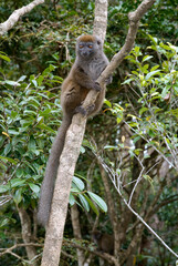 Hapalémur gris, lémurien, Hapalemur griseus, Madagascar