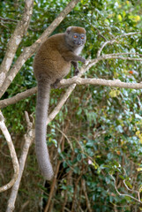 Hapalémur gris, lémurien, Hapalemur griseus, Madagascar