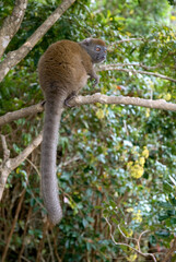 Hapalémur gris, lémurien, Hapalemur griseus, Madagascar