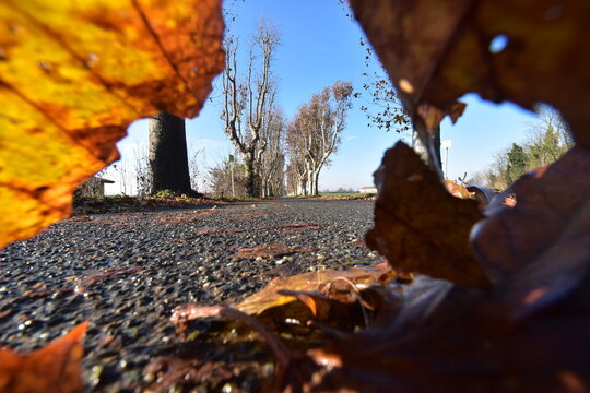 Surface level view through autumn leaves of plane trees along a road, Rivalta Scrivia, Alessandria, Piedmont, Italy