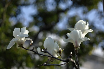 しっとりと美しい花姿