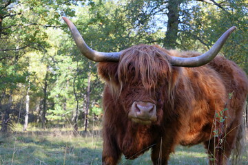 Large Highland cattle. Walking free during early autumn. J&auml;rf&auml;lla, Sweden, October 2024.