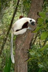 Obraz premium Propithèque de Coquerel, Sifaka de Coquerel, Lémurien, Propithecus coquereli, Madagascar