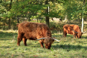 Large Highland cattle. Walking free during early autumn. J&auml;rf&auml;lla, Sweden, October 2024.