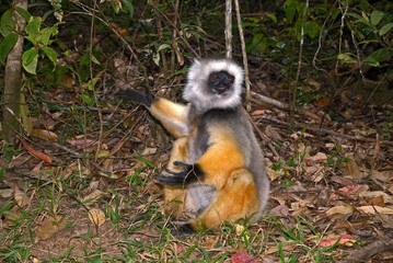 Propithèque à diadème, Propithecus diadema, Lémurien, Madagascar