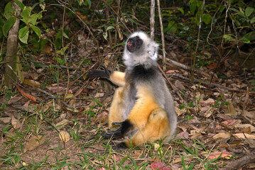 Propithèque à diadème, Propithecus diadema, Lémurien, Madagascar