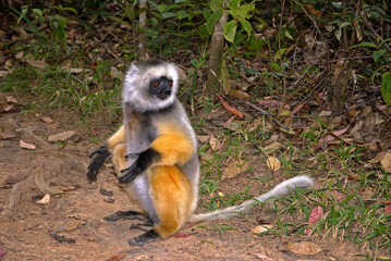 Propithèque à diadème, Propithecus diadema, Lémurien, Madagascar