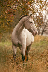 Obraz premium Autumnal portrait of an appaloosa mare outdoors