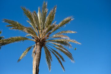 Fototapeta premium Palm trees against a blue sky.