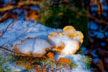 Trees and vegetation covered in ice crystals on a freezing winter's day.