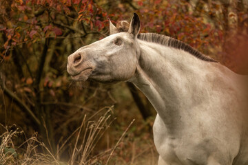 Fototapeta premium Autumnal portrait of an appaloosa mare outdoors