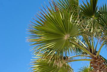 Fototapeta premium Palm trees against a blue sky.