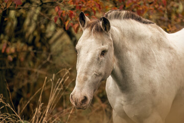Obraz premium Autumnal portrait of an appaloosa mare outdoors