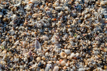 Shells are piled up on the beach. Background and texture.