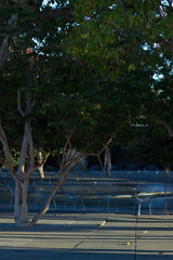 Two chairs under a tree in the park